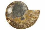 Cut & Polished Ammonite Fossil (Half) - Madagascar #318083-1